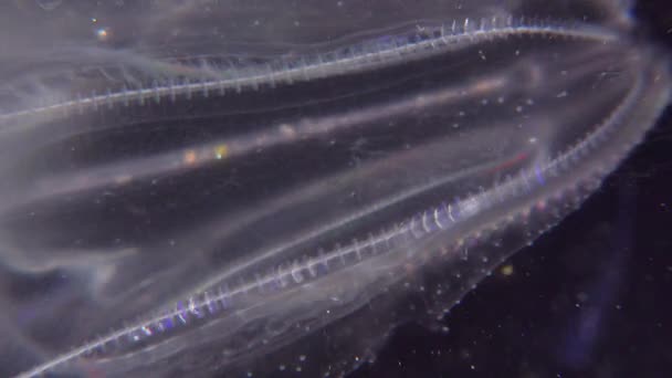 Ctenophora Invasiva Delle Meduse Mnemiopsis Leidyi Mar Nero — Video Stock