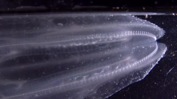 侵襲的なクラゲのクテノフォラ ミネオポピス ブラックシー — ストック動画