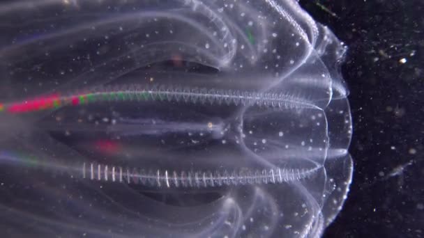 Méduse Invasive Ctenophora Mnemiopsis Leidyi Mer Noire — Video