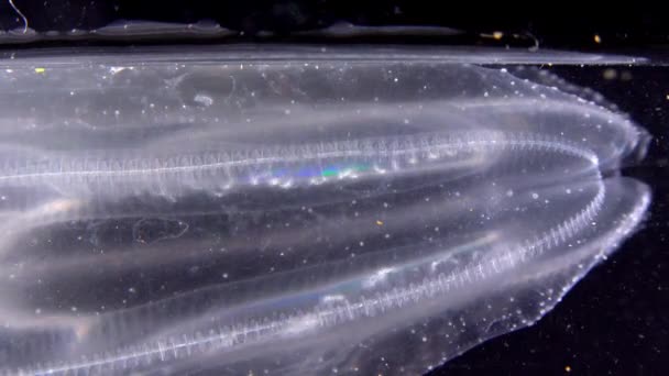Invasive Jellyfish Ctenophora Mnemiopsis Leidyi Black Sea — Stock Video