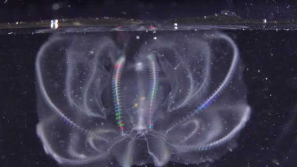 Invasiv Vandmand Ctenophora Mnemiopsis Leidyi Sortehavet – Stock-video