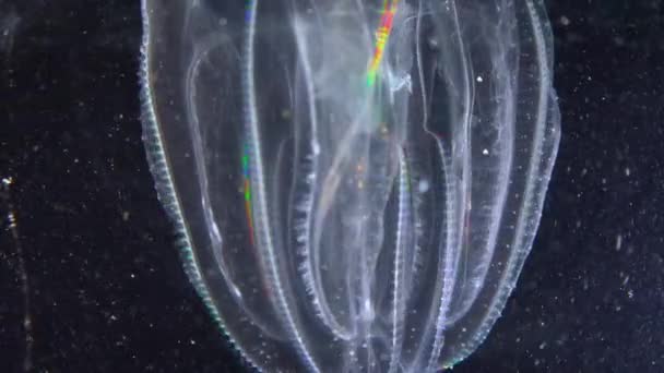 Invasiv Manet Ctenophora Mnemiopsis Leidyi Svarta Havet — Stockvideo