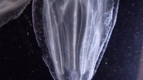 Εισβολικές Μέδουσες Ctenophora Mnemiopsis Leidyi Μαύρη Θάλασσα — Αρχείο Βίντεο