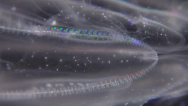 Inwazyjna Meduza Ctenophora Mnemiopsis Leidyi Morze Czarne — Wideo stockowe