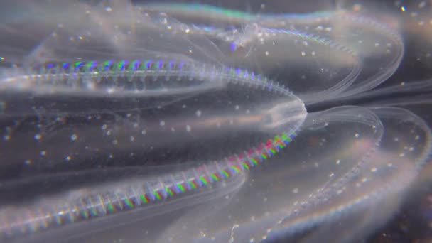 Méduse Invasive Ctenophora Mnemiopsis Leidyi Mer Noire — Video