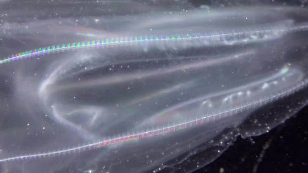 Инвазивная Медуза Ctenophora Mnemiopsis Leidyi Черное Море — стоковое видео