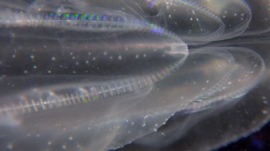 İstilacı denizanası ctenophora (Mnemiopsis leidyi), Karadeniz
