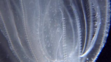 İstilacı denizanası ctenophora (Mnemiopsis leidyi), Karadeniz