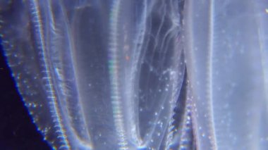 İstilacı denizanası ctenophora (Mnemiopsis leidyi), Karadeniz