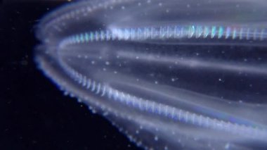 İstilacı denizanası ctenophora (Mnemiopsis leidyi), Karadeniz