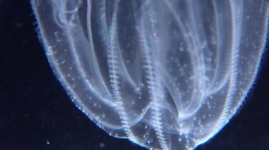 İstilacı denizanası ctenophora (Mnemiopsis leidyi), Karadeniz