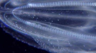 İstilacı denizanası ctenophora (Mnemiopsis leidyi), Karadeniz