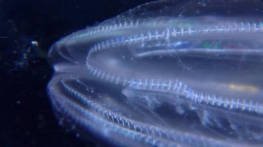 İstilacı denizanası ctenophora (Mnemiopsis leidyi), Karadeniz