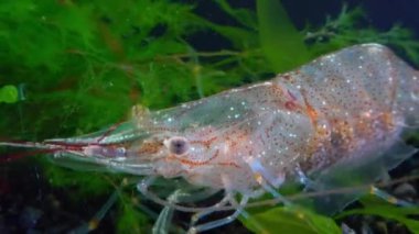 Yakın plan, Karides Baltık karidesi (Palaemon adspersus). Karadeniz