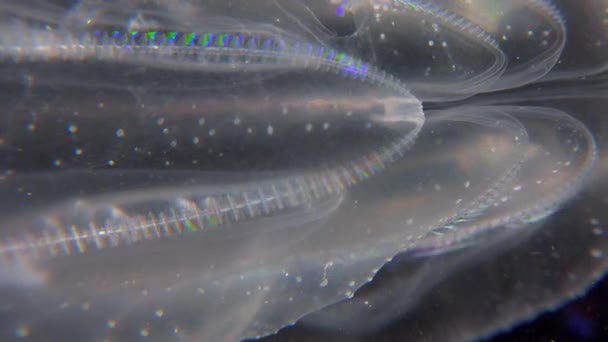 Medusas Invasoras Ctenophora Mnemiopsis Leidyi Mar Negro — Vídeo de Stock