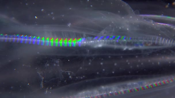 Ubur Ubur Invasif Ctenophora Mnemiopsis Leidyi Laut Hitam — Stok Video
