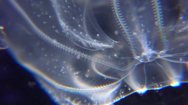 侵襲的なクラゲのクテノフォラ ミネオポピス ブラックシー — ストック動画