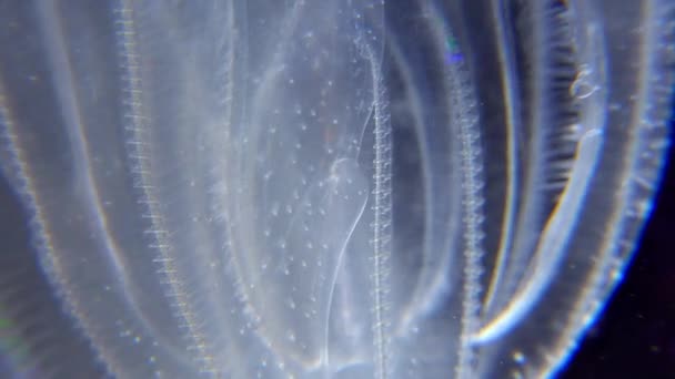 Invasive Quallenart Mnemiopsis Leidyi Schwarzes Meer — Stockvideo