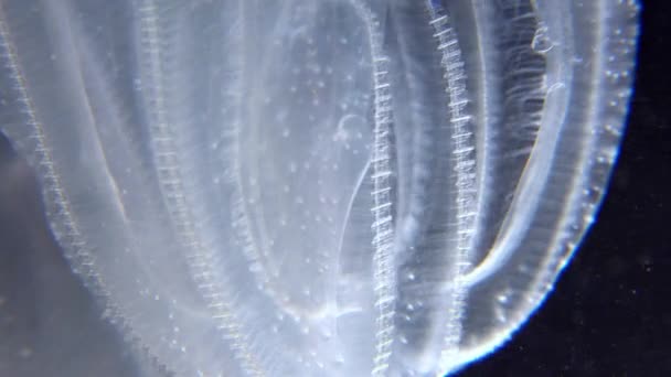 Medusas Invasoras Ctenophora Mnemiopsis Leidyi Mar Negro — Vídeos de Stock