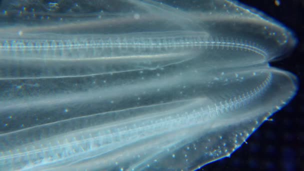 Ubur Ubur Invasif Ctenophora Mnemiopsis Leidyi Laut Hitam — Stok Video