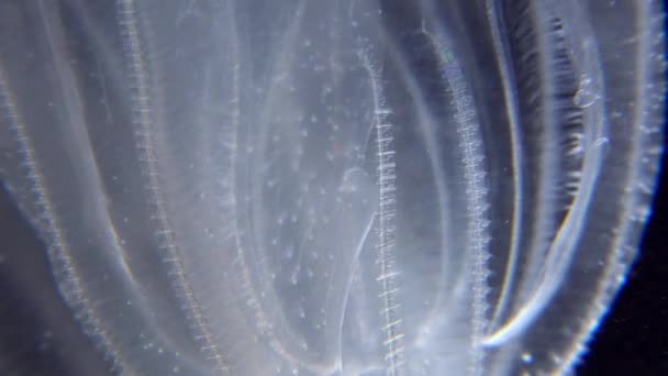 Invasieve Kwallen Ctenophora Mnemiopsis Leidyi Zwarte Zee — Stockvideo
