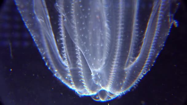 Medusas Invasoras Ctenophora Mnemiopsis Leidyi Mar Negro — Vídeo de stock