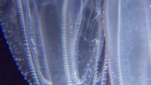 Medusas Invasoras Ctenophora Mnemiopsis Leidyi Mar Negro — Vídeo de Stock