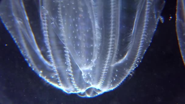 Инвазивная Медуза Ctenophora Mnemiopsis Leidyi Черное Море — стоковое видео
