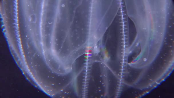 Invasive Quallenart Mnemiopsis Leidyi Schwarzes Meer — Stockvideo