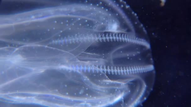 Invazivní Medúzy Ctenophora Mnemiopsis Leidyi Černé Moře — Stock video