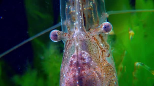 Close Front View Shrimp Baltic Prawn Palaemon Adspersus Black Sea — Stock Video