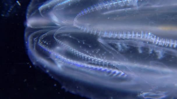 Ctenophora Invasiva Delle Meduse Mnemiopsis Leidyi Mar Nero — Video Stock