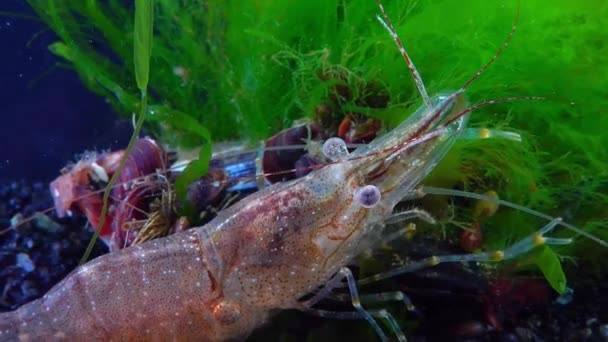 Detailní Záběr Krevety Pobaltí Krevety Palaemon Adspersus Černé Moře — Stock video
