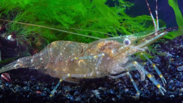 虾波罗的海对虾 Palaemon Adspersus 黑海地区 — 图库视频影像