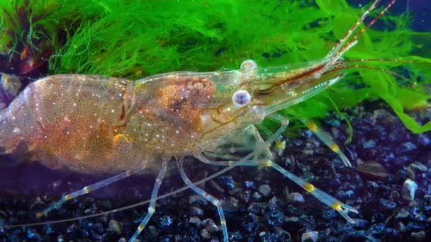 虾波罗的海对虾 Palaemon Adspersus 黑海地区 — 图库视频影像