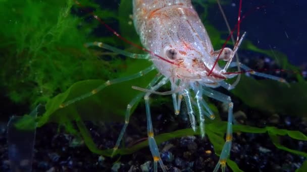 Close Shrimp Baltic Prawn Palaemon Adspersus Black Sea — Stock Video
