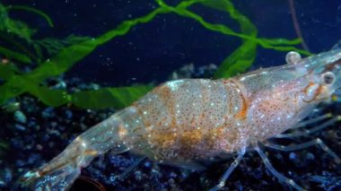 Yakın plan, Karides Baltık karidesi (Palaemon adspersus). Karadeniz