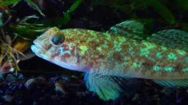 Ponticola eurycephalus, Karadeniz 'den gelen akvaryumdaki genç bir balığın yakın çekimi.