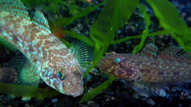Ponticola eurycephalus, Karadeniz 'den gelen akvaryumdaki genç bir balığın yakın çekimi.