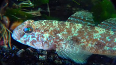 Ponticola eurycephalus, Karadeniz 'den gelen akvaryumdaki genç bir balığın yakın çekimi.