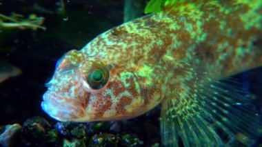 Ponticola eurycephalus, Karadeniz 'den gelen akvaryumdaki genç bir balığın yakın çekimi.