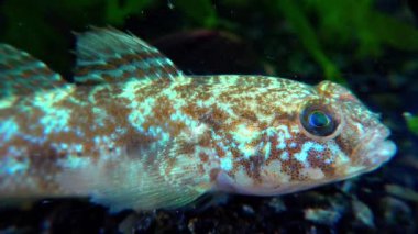 Ponticola eurycephalus, Karadeniz 'den gelen akvaryumdaki genç bir balığın yakın çekimi.