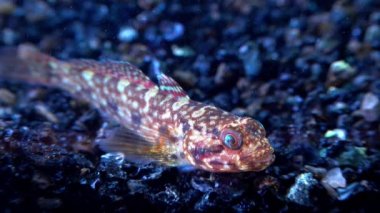 Ponticola eurycephalus, Karadeniz 'den gelen akvaryumdaki genç bir balığın yakın çekimi.