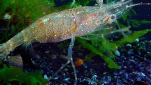 Close Shrimp Baltic Prawn Palaemon Adspersus Black Sea — Stock Video