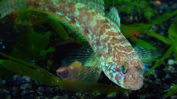 Ponticola Eurycephalus Karadeniz Den Gelen Akvaryumdaki Genç Bir Balığın Yakın — Stok video