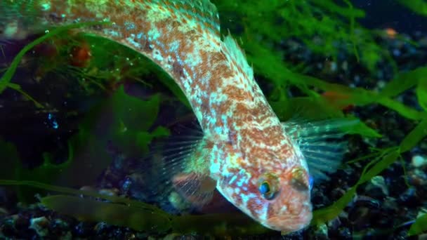 Ponticola Eurycephalus Крупный План Молодой Рыбы Аквариуме Черного Моря — стоковое видео
