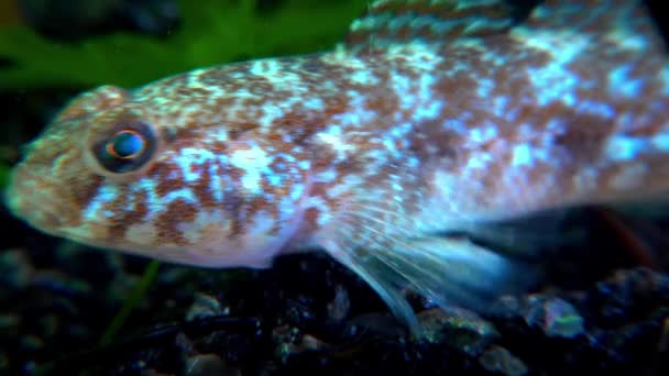 Ponticola Eurycephalus Karadeniz Den Gelen Akvaryumdaki Genç Bir Balığın Yakın — Stok video