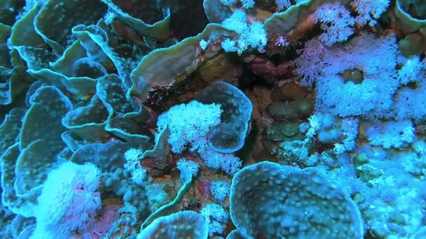 红海珊瑚礁上有热带鱼类的珊瑚生物疫病的水下景观 — 图库视频影像