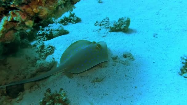 Ribbontail Ray Лежить Піску Або Плаває Серед Коралів Рифі Червоному — стокове відео