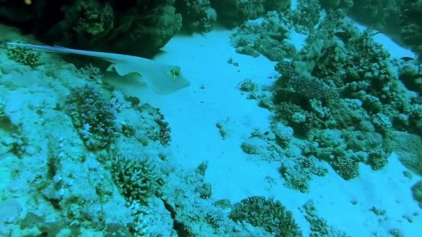在埃及红海的一个珊瑚礁上 太尼乌拉抒情诗 的丝带尾鱼躺在沙滩上 或者漂浮在珊瑚中间 — 图库视频影像